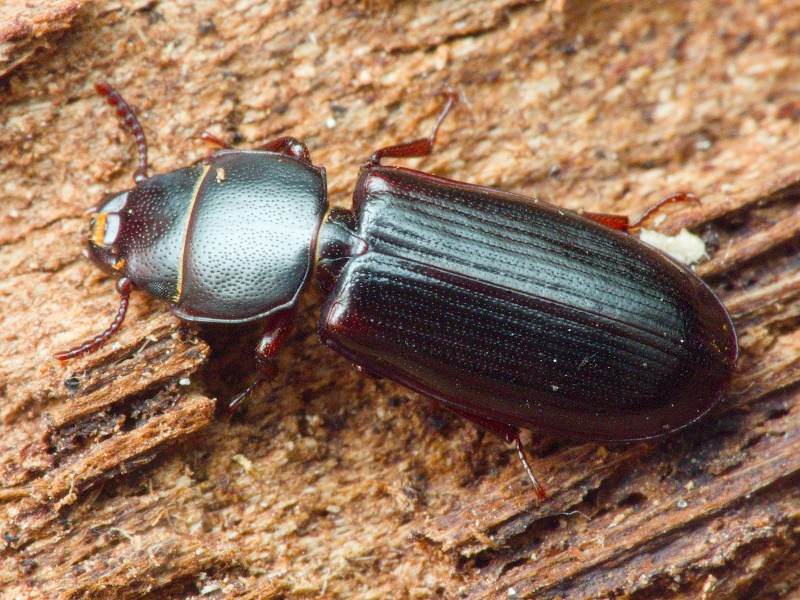 Tenebroides fuscus (Goeze, 1777)